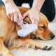 AURMOO Dog Brush, Cat Brush, Dog Brush, Pet Brush, Dog Cat Cleaning Brush with 1 Piece Pet Cleaning Towels, Pet Hair Brush for Long Hair and Short Hair, Grey/White AURMOO Dog Brush, Cat Brush, Dog Brush, Pet Brush, Dog Cat Cleaning Brush with 1 Piece Pet Cleaning Towels, Pet Hair Brush for Long Hair and Short Hair, Grey/White
