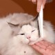 Alriedy 4 Stück Katze Hund Flohkamm, Läusekamm– Premium Katzenkamm & Hundekamm | Doppelseitige Fellblitz-Bürste Mit Edelstahlzinken | Für Lang-/Kurzhaar, Flöhe, Zecken & Haarentfernung Geeignet. Alriedy 4 Stück Katze Hund Flohkamm, Läusekamm– Premium Katzenkamm & Hundekamm | Doppelseitige Fellblitz-Bürste Mit Edelstahlzinken | Für Lang-/Kurzhaar, Flöhe, Zecken & Haarentfernung Geeignet.