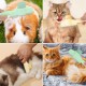 Alriedy 4 Stück Katze Hund Flohkamm, Läusekamm– Premium Katzenkamm & Hundekamm | Doppelseitige Fellblitz-Bürste Mit Edelstahlzinken | Für Lang-/Kurzhaar, Flöhe, Zecken & Haarentfernung Geeignet. Alriedy 4 Stück Katze Hund Flohkamm, Läusekamm– Premium Katzenkamm & Hundekamm | Doppelseitige Fellblitz-Bürste Mit Edelstahlzinken | Für Lang-/Kurzhaar, Flöhe, Zecken & Haarentfernung Geeignet.