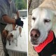 BYETOO [Upgrade Version] Pet Grooming Glove-Gentle Deshedding Brush Glove-Efficient Pet Hair Remover Mitt-Massage Tool with Enhanced Five Finger Design-for Dogs & Cats with Long & Short Fur