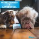 BluePet Magic Comb Patented with Rotating & Yielding Tines I Gently Removes Knots & Detangles the Fur I Dog Comb Cat Comb for Long Hair Dogs & Cats BluePet Magic Comb Patented with Rotating & Yielding Tines I Gently Removes Knots & Detangles the Fur I Dog Comb Cat Comb for Long Hair Dogs & Cats