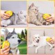 Cat Brush with Steam, 3-in-1 Steam Brush for Cats with Spray, Self-Cleaning Dog Brush with Steam Pets Care and Hair Removal for Long/Short Hair Cat Brush with Steam, 3-in-1 Steam Brush for Cats with Spray, Self-Cleaning Dog Brush with Steam Pets Care and Hair Removal for Long/Short Hair