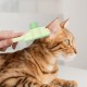 Flea Comb for Cats, Pack of 2 Cat Comb Long Hair, Magic Brush Cat, Comb for Cats, Cat Comb, 20 x 8 x 2 cm, ABS and Stainless Steel, for Grooming and Flea Control Flea Comb for Cats, Pack of 2 Cat Comb Long Hair, Magic Brush Cat, Comb for Cats, Cat Comb, 20 x 8 x 2 cm, ABS and Stainless Steel, for Grooming and Flea Control