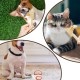 Flea Comb for Cats, Pack of 3, Cat Brush, 2 Flea Combs with Cleaning Button and 1 Nail Cutter, Cat Comb for Short and Long Hair Flea Comb for Cats, Pack of 3, Cat Brush, 2 Flea Combs with Cleaning Button and 1 Nail Cutter, Cat Comb for Short and Long Hair