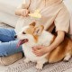 Jisrcha Katzenbürste, 2 Stück Fellwunder Bürste Hund, Selbstreinigende Unterfellbürste Katze, Katzenkamm mit Auslöseknopf, Katzen Kamm für Langhaar und Kurzhaarkatzen Jisrcha Katzenbürste, 2 Stück Fellwunder Bürste Hund, Selbstreinigende Unterfellbürste Katze, Katzenkamm mit Auslöseknopf, Katzen Kamm für Langhaar und Kurzhaarkatzen