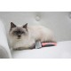 Kerbl Pet Soft Slicker Brush Small 16 x 6 cm for Cats Kerbl Pet Soft Slicker Brush Small 16 x 6 cm for Cats