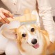 MigWoo Pack of 2 Fellblitz Brush, Self-Cleaning Cat Comb for Pets, Cat Brush with Release Button, with Bath Brush, Rubber Curry and Storage Bag, Cleaning Loose Hair MigWoo Pack of 2 Fellblitz Brush, Self-Cleaning Cat Comb for Pets, Cat Brush with Release Button, with Bath Brush, Rubber Curry and Storage Bag, Cleaning Loose Hair