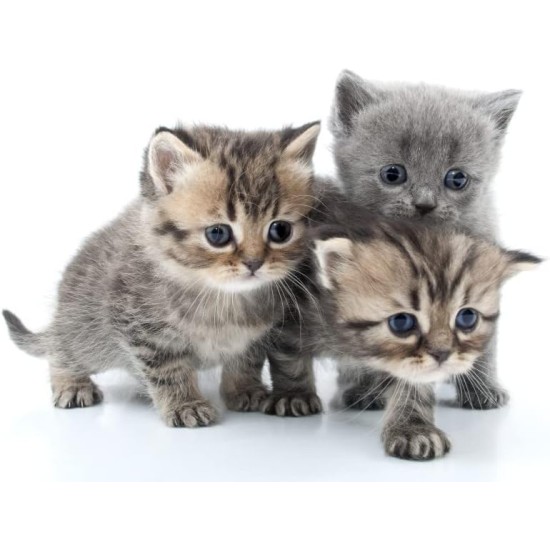 Natural Kitten Shampoo 354ml Natural Kitten Shampoo 354ml