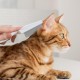 Pack of 2 Fellblitz Cat Brush for Pets, with 2 Flea Combs, Cat Comb for Cats and Dogs, Ideal for Short-Haired and Longhaired Pets, Made of PP Plastic and Stainless Steel Pack of 2 Fellblitz Cat Brush for Pets, with 2 Flea Combs, Cat Comb for Cats and Dogs, Ideal for Short-Haired and Longhaired Pets, Made of PP Plastic and Stainless Steel