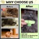 Redreo Fellblitz Brush for Cat, Cat Brush for Fur Brush & Pet Care, Cat Comb with Rounded Metal Tines for Gentle Care Redreo Fellblitz Brush for Cat, Cat Brush for Fur Brush & Pet Care, Cat Comb with Rounded Metal Tines for Gentle Care