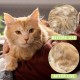 Steamy Cat Brush, 3-in-1 Cat Brush with Steam, Pet Brush, Self Cleaning Steamy Cat Brush, Self-Cleaning Steaming Cat Brush, Steam Brush, Cat Brush, for Cats, Dogs, Massage (B) Steamy Cat Brush, 3-in-1 Cat Brush with Steam, Pet Brush, Self Cleaning Steamy Cat Brush, Self-Cleaning Steaming Cat Brush, Steam Brush, Cat Brush, for Cats, Dogs, Massage (B)