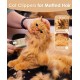 oneisall Cat Clippers Quiet Hair Trimmer for Cats Long Hair Cat Razor for Long Hair Cats 2 Speed (Blue) oneisall Cat Clippers Quiet Hair Trimmer for Cats Long Hair Cat Razor for Long Hair Cats 2 Speed (Blue)