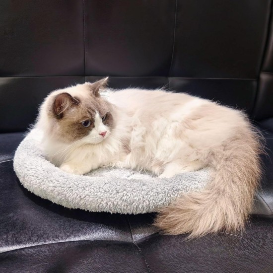 Enjoying Pet Bed 41 x 56 cm Cat Bed for Sleeping Puppies, Non-Slip Base, Square Cushion Enjoying Pet Bed 41 x 56 cm Cat Bed for Sleeping Puppies, Non-Slip Base, Square Cushion