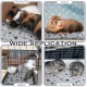Namalu 4 Cat Blankets, Dog Blanket with Star Pattern, Soft Blanket for Pets, Washable Dog Bed, Non-Slip Blanket for Outdoors, Indoor (Square, 45 x 45 cm) Namalu 4 Cat Blankets, Dog Blanket with Star Pattern, Soft Blanket for Pets, Washable Dog Bed, Non-Slip Blanket for Outdoors, Indoor (Square, 45 x 45 cm)