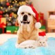 Yanmucy Pet Heating Pad Puppy Heat Pad Small Thermostatic Cat Bed Electric Heating Pad Pet Heat Mat Dog Cushion Kitten Bed Indoor (Red) Yanmucy Pet Heating Pad Puppy Heat Pad Small Thermostatic Cat Bed Electric Heating Pad Pet Heat Mat Dog Cushion Kitten Bed Indoor (Red)
