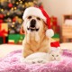 Yanmucy Pet Heating Pad Puppy Heat Pad Small Thermostatic Cat Bed Electric Heating Pad Pet Heat Mat Dog Cushion Kitten Bed Indoor (Red) Yanmucy Pet Heating Pad Puppy Heat Pad Small Thermostatic Cat Bed Electric Heating Pad Pet Heat Mat Dog Cushion Kitten Bed Indoor (Red)