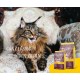 JOSERA Senior Dry Cat Food for Older Cats, Super Premium Dry Food, Pack of 1 JOSERA Senior Dry Cat Food for Older Cats, Super Premium Dry Food, Pack of 1