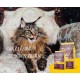 JOSERA Senior Dry Cat Food for Older Cats, Super Premium Dry Food, Pack of 1 JOSERA Senior Dry Cat Food for Older Cats, Super Premium Dry Food, Pack of 1
