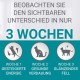 Nestle PURINA ONE Bifensis Indoor Formula Dry Cat Food for House Cats, Rich in Turkey, Pack of 6 (6 x 750 g) Nestle PURINA ONE Bifensis Indoor Formula Dry Cat Food for House Cats, Rich in Turkey, Pack of 6 (6 x 750 g)