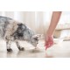 Schesir Sterilized And Overweight 1,5 KG Schesir Sterilized And Overweight 1,5 KG