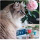Venandi Animal Premium Dry Cat Food, Chicken, Grain-Free with Lots of Fresh Meat, 1.5 kg