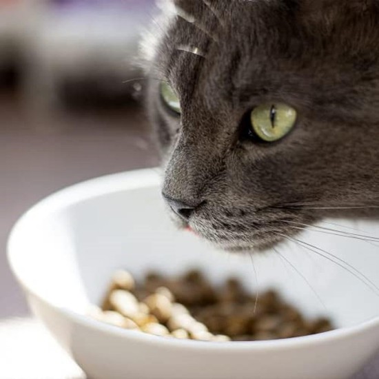 Venandi Animal Premium Dry Food for Cats, Salmon, Grain-Free with Lots of Fresh Salmon, 1.5 kg Venandi Animal Premium Dry Food for Cats, Salmon, Grain-Free with Lots of Fresh Salmon, 1.5 kg