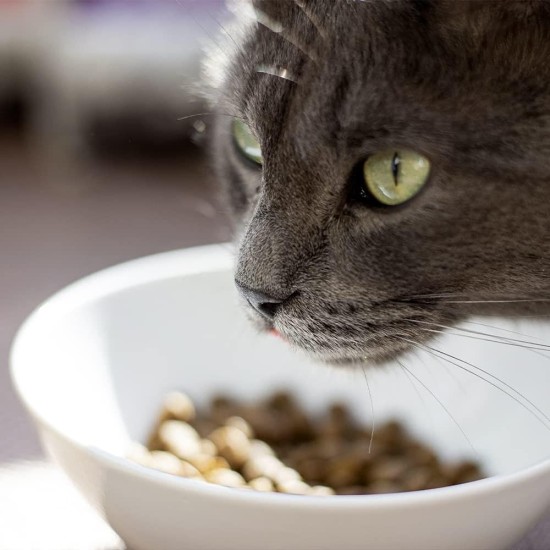 Venandi Animal Premium Dry Food for Cats, Salmon, Grain-Free with Lots of Fresh Salmon, 1.5 kg Venandi Animal Premium Dry Food for Cats, Salmon, Grain-Free with Lots of Fresh Salmon, 1.5 kg