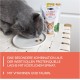 GimCat Crunchy Snacks Duck with Catnip - Crunchy and Protein Rich Cat Treats - 1 Bag (1 x 50 g) GimCat Crunchy Snacks Duck with Catnip - Crunchy and Protein Rich Cat Treats - 1 Bag (1 x 50 g)
