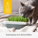 GimCat Hydro Grass: Fresh Cat Grass from Controlled Fields in Only 5 to 8 Days - 1 Bowl (1 x 150 g) GimCat Hydro Grass: Fresh Cat Grass from Controlled Fields in Only 5 to 8 Days - 1 Bowl (1 x 150 g)