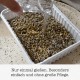 GimCat Hydro Grass: Fresh Cat Grass from Controlled Fields in Only 5 to 8 Days - 1 Bowl (1 x 150 g) GimCat Hydro Grass: Fresh Cat Grass from Controlled Fields in Only 5 to 8 Days - 1 Bowl (1 x 150 g)