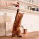 GimCat Sticks Poultry - Soft Chew Sticks with High Meat Content and No Added Sugar - 1 Pack (1 x 4 Sticks) GimCat Sticks Poultry - Soft Chew Sticks with High Meat Content and No Added Sugar - 1 Pack (1 x 4 Sticks)