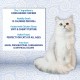 INABA Churu Rolls Rich in Chicken and Tuna Cat Treats | Grain-Free, Sugar Free, No Artificial Flavours Cat Snacks 40 g (Pack of 1) INABA Churu Rolls Rich in Chicken and Tuna Cat Treats | Grain-Free, Sugar Free, No Artificial Flavours Cat Snacks 40 g (Pack of 1)