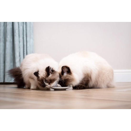 Rosewood Gobelets Délices Tuna & Chicken - Soft Cat Snacks, Natural Ingredients, Omega-3 & Omega-6, No Salt & Sugar, No Artificial Additives, 6 x 22 g Rosewood Gobelets Délices Tuna & Chicken - Soft Cat Snacks, Natural Ingredients, Omega-3 & Omega-6, No Salt & Sugar, No Artificial Additives, 6 x 22 g