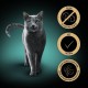 Sheba Creamy Snacks, creamy cat treats with 3 flavours, 6 bags each, 18 x 12 g Sheba Creamy Snacks, creamy cat treats with 3 flavours, 6 bags each, 18 x 12 g