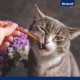 Vitakraft Pure Stick, Cat Treat, Meaty Stick, with Chicken, Individual Sticks, Also for Nutritionally Sensitive Cats, No Added Sugar (1 x 20 g)