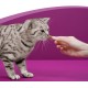 Whiskas Crispy Bags Cat Snacks with Chicken and Cheese 4x 180 g (4 Packs) – Various Product Packages Available Whiskas Crispy Bags Cat Snacks with Chicken and Cheese 4x 180 g (4 Packs) – Various Product Packages Available