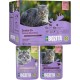 Bozita Wet Food Senior 8+ Appetizers in Sauce with Meat - 12 x 85 g Portion Bag Grain-Free & Wheat Free Food for Cats - Cats Wet Food with 8.5% Protein & 4.5% Fat Content Bozita Wet Food Senior 8+ Appetizers in Sauce with Meat - 12 x 85 g Portion Bag Grain-Free & Wheat Free Food for Cats - Cats Wet Food with 8.5% Protein & 4.5% Fat Content