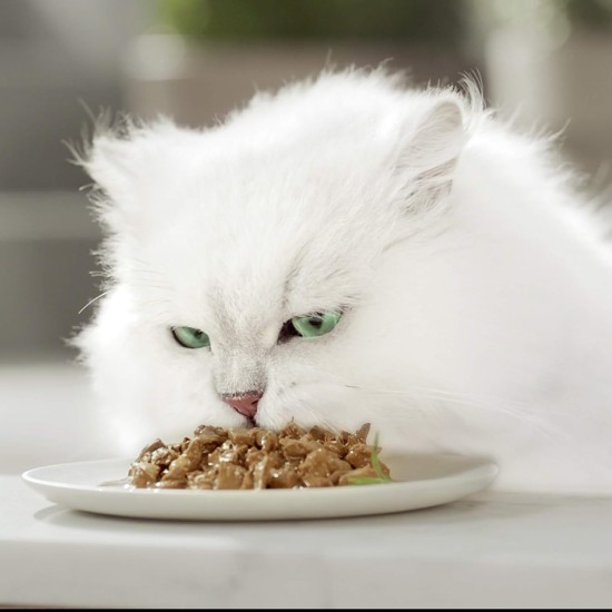 Gourmet MON Petit Intense | Cat | Discrete in Sauce | Tuna, Salmon, Trout | 8 Pieces of 6 x 50 g | Fresh Bags Gourmet MON Petit Intense | Cat | Discrete in Sauce | Tuna, Salmon, Trout | 8 Pieces of 6 x 50 g | Fresh Bags