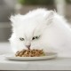 Gourmet MON Petit Intense | Cat | Discrete in Sauce | Tuna, Salmon, Trout | 8 Pieces of 6 x 50 g | Fresh Bags Gourmet MON Petit Intense | Cat | Discrete in Sauce | Tuna, Salmon, Trout | 8 Pieces of 6 x 50 g | Fresh Bags