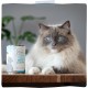 MjAMjAM - Premium Wet Food for Cats - Mix Pack II - Chicken & Pumpkin, Turkey, Duck & Poultry, Pack of 6 (6 x 800 g), Grain-Free with Extra Meat MjAMjAM - Premium Wet Food for Cats - Mix Pack II - Chicken & Pumpkin, Turkey, Duck & Poultry, Pack of 6 (6 x 800 g), Grain-Free with Extra Meat