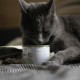 MjAMjAM - Premium Wet Food for Cats - Trial Pack I on Sauce, Pack of 6 (6 x 185 g), Grain-Free with Extra Meat MjAMjAM - Premium Wet Food for Cats - Trial Pack I on Sauce, Pack of 6 (6 x 185 g), Grain-Free with Extra Meat