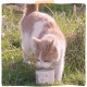 MjAMjAM Premium Wet Food for Cats - Naturally Delicious - Organic Beef, Pack of 6 (6 x 200 g), Grain-Free with Extra Meat MjAMjAM Premium Wet Food for Cats - Naturally Delicious - Organic Beef, Pack of 6 (6 x 200 g), Grain-Free with Extra Meat