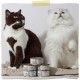 MjAMjAM Premium Wet Food for Cats, Duo, Tender Duck and Good Turkey with Steamed Pumpkin, Pack of 6 (6 x 400 g), Grain-Free with Extra Meat MjAMjAM Premium Wet Food for Cats, Duo, Tender Duck and Good Turkey with Steamed Pumpkin, Pack of 6 (6 x 400 g), Grain-Free with Extra Meat