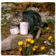 MjAMjAM Premium Wet Food for Cats, Duo, Tender Duck and Good Turkey with Steamed Pumpkin, Pack of 6 (6 x 400 g), Grain-Free with Extra Meat MjAMjAM Premium Wet Food for Cats, Duo, Tender Duck and Good Turkey with Steamed Pumpkin, Pack of 6 (6 x 400 g), Grain-Free with Extra Meat