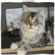 MjAMjAM Premium Wet Food for Cats, Juicy Chicken with Delicious Carrots, Pack of 6 (6 x 400 g), Grain-Free with Extra Meat MjAMjAM Premium Wet Food for Cats, Juicy Chicken with Delicious Carrots, Pack of 6 (6 x 400 g), Grain-Free with Extra Meat