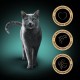 SHEBA Bowl Wet Food for Cats Finesse Fine Pate with Chicken 22 x 85 g SHEBA Bowl Wet Food for Cats Finesse Fine Pate with Chicken 22 x 85 g