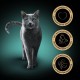 SHEBA Nature's Collection Wet Food Bowl for Cats, in Sauce with Salmon, 2 x 11 x 85 g SHEBA Nature's Collection Wet Food Bowl for Cats, in Sauce with Salmon, 2 x 11 x 85 g