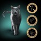 SHEBA Nature's Collection Wet Food Bowl for Cats, in Sauce with Salmon, 2 x 11 x 85 g SHEBA Nature's Collection Wet Food Bowl for Cats, in Sauce with Salmon, 2 x 11 x 85 g