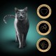 Sheba Classics Cat Food Pate with Fine Chunks for Every Day Sheba Classics Cat Food Pate with Fine Chunks for Every Day