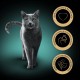 Sheba Classics in Pate - Finest Wet Cat Food in Bowl - Fish Variation (MSC) with Salmon, White Fish, Tuna and Cod - 32 x 85 g Sheba Classics in Pate - Finest Wet Cat Food in Bowl - Fish Variation (MSC) with Salmon, White Fish, Tuna and Cod - 32 x 85 g
